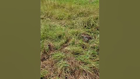 Molly - Steady On Point & Steady to Flush  10 11 20