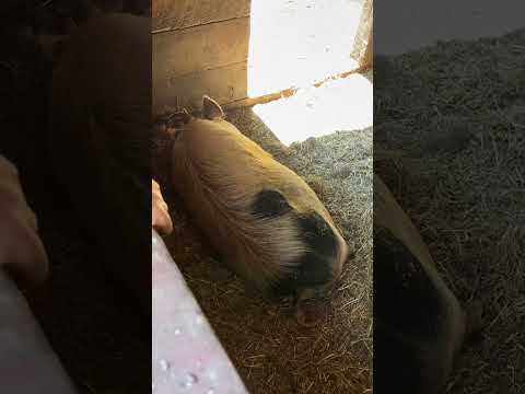 Rude Piggy!                                 #shorts #pig