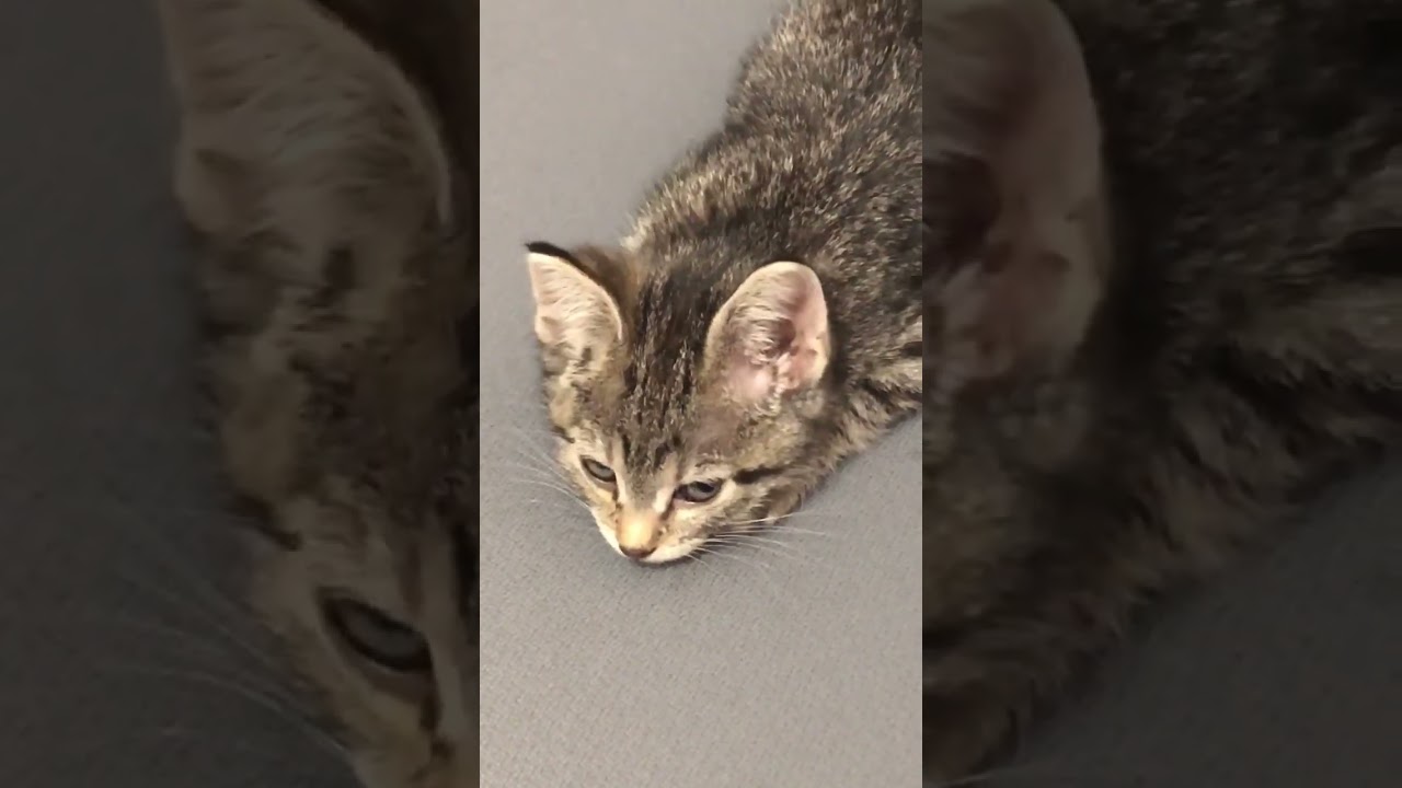 kitten rolling her eyes
