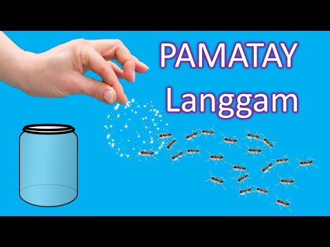 Video: Mga Gamot sa Bahay Para sa Pag-alis ng mga Langgam ng Karpintero