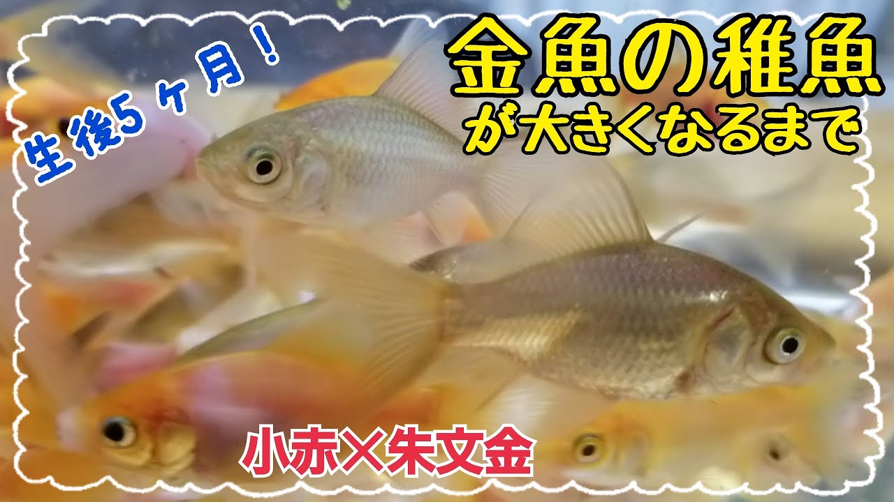 金魚の稚魚の成長 ５ヶ月突破 成長記録 まだフナ色 ｗ Youtube