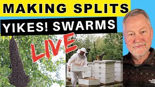 Beekeeping | Surprising Way to Manage Swarms & Make Splits