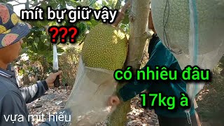 Mít Thái: gặp vườn trái to ôm không nổi #vựa mít Hiếu #mít thái #review