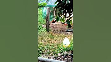 ae hợp giọng ib🐓 #thứcgàrừng86 #gàrừngtaitrắng #gàrừngrặc