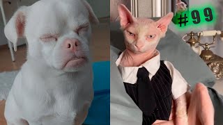 Funny animal videos cats and Dogs 🤣Try not to laugh Challenge! №99