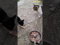 STREET CATS-Mačke stigle  na večeru.!!!              Dejan Čupa