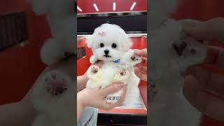 I Helped A Mother From Sichuan And Chongqing Look At A Little Bichon Frize. After Seeing It, The Mo