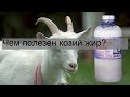 Чем полезен козий жир?