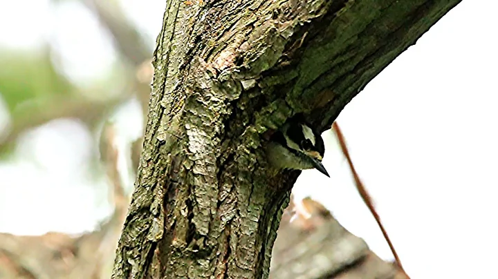 Downey Woodpecker