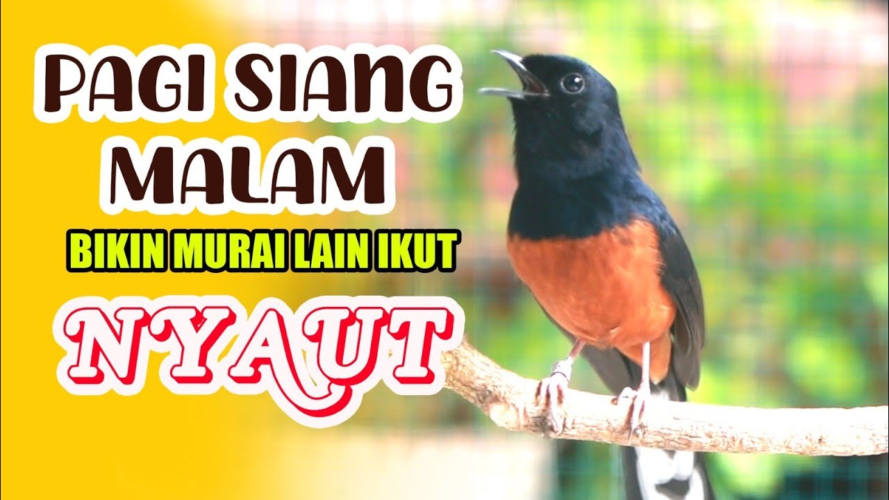 PANCINGAN MURAI BATU BONGKAR ISIAN CILILIN , 100% EFEKTIP BUAT MURAI BATU MALAS JADI GACOR