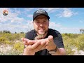 SPIKED by Sharpest Lizard on Earth! (Thorny Devil)