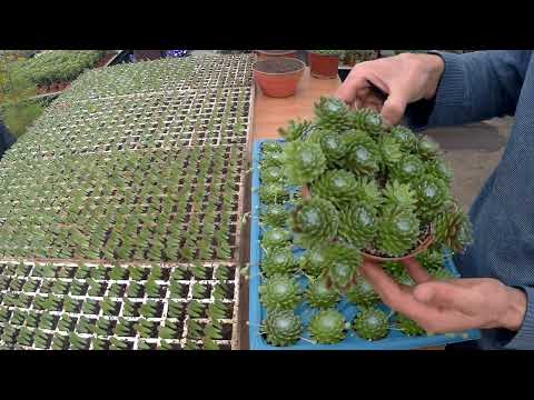 Video: Ixora Bitki Bakımı - Bir Ixora Çalı Yetiştirme Hakkında Bilgi Edinin