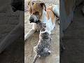 The mother dog is training her puppy | Natural training #dog #puppy #dogs #pets #dogshorts #shorts