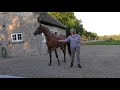 Arab Three year Old Stallion Arrives At His New Home In Yorkshire September 2017