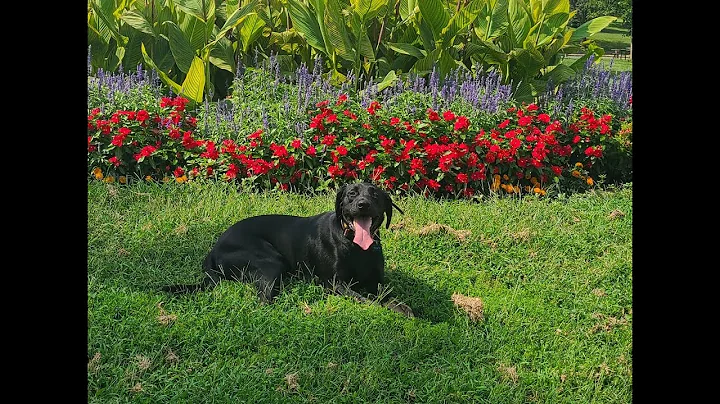 Tripp  2 Year Old Lab - Dog Training Omaha Nebrask...