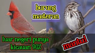 |kicau kicau|kicauan burung luar negeri masteran.kacer.murai