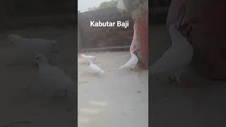@samadkingboymo👈6purebajar Mustafa bhai RajasthanMakrana#kabootar #photography#keşfet