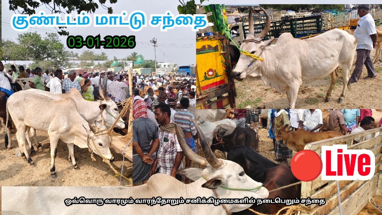Live streaming of KUNDADAM MATTU SANTHAI| காங்கேயம் காளை-KANGAYAM BREED|03-01-2026