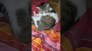 marzo 1 - 2026 / 06:09 #cats #lapalma #cute #animals #morningspirit #morning
