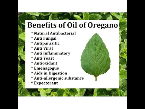 Oregano Oil benefits  สรรพคุณ สมุนไพรออริกาโน.