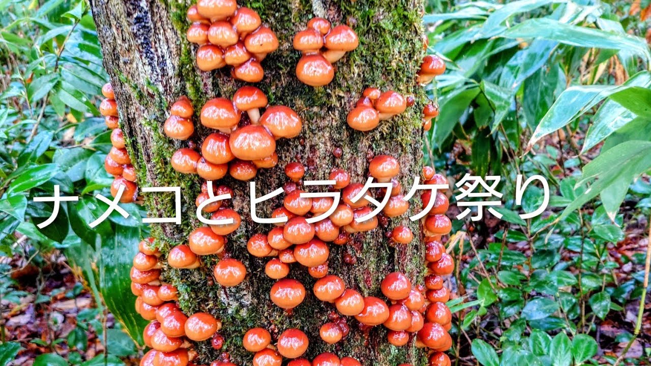 ナメコとヒラタケが発生してました！