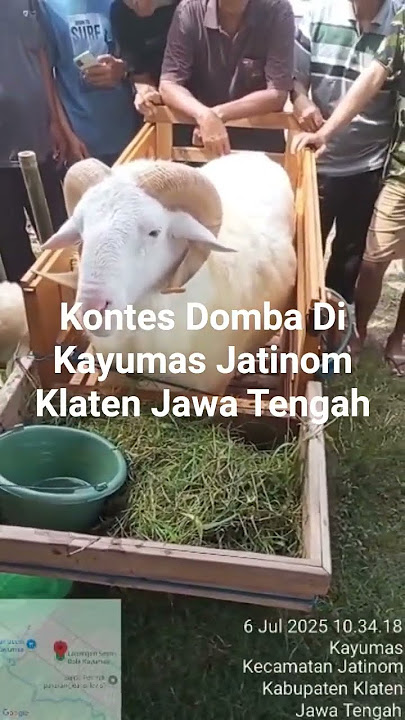 kontes domba di kayumas jatinom klaten jawa tengah