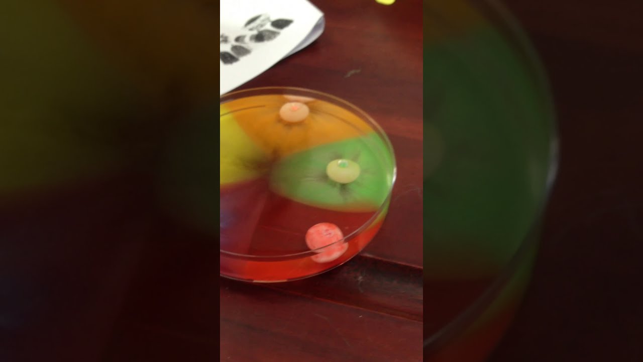 What Is The Fastest Colored Skittles Dissolve In Water YouTube what-is-the-fastest-colored-skittles-dissolve-in-water-youtube