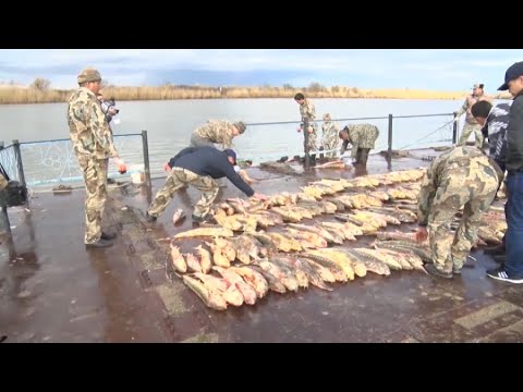 Перспективы развития рыбной промышленности в Казахстане