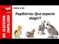 Papilleros: Que especie elegir?