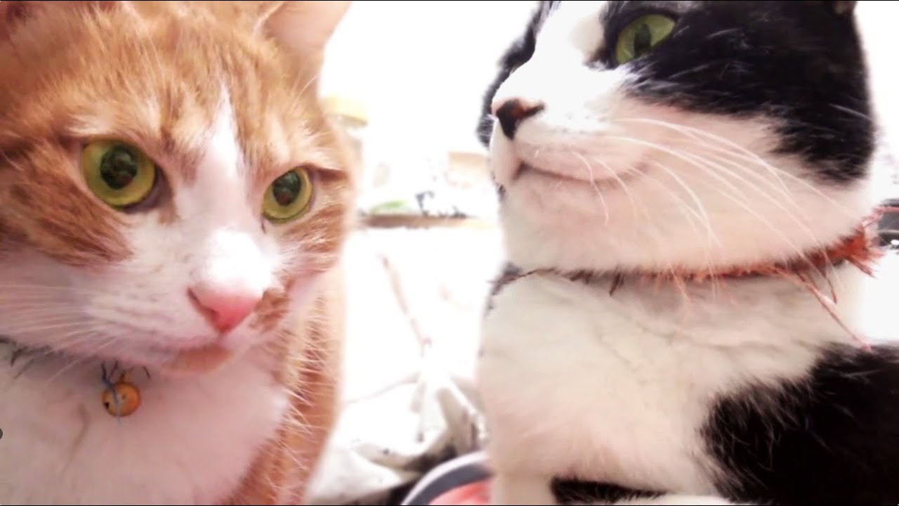 funny cats sleeping in weird positions compilation 2014 funnyplox 猫の日の過ごし方ニャン♪〜のんび・まったり・仲良くね!2月22日撮影-Video (February 22, 2014 photography) of the day of the cat.