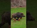 Monster Boar vs Brave Dogs 🐗🐕