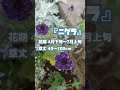 【ガーデニング】庭がオシャレになる幻想的で心癒やされる青い花5選♪