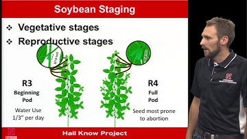 Hail Damage Evaluation and Management in Soybeans