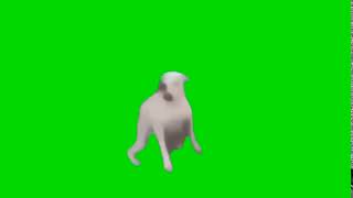 Doggy Dancing Greenscreen Meme