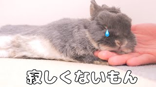 Mimi, who fell asleep in her owner's palm, probably because she missed Mugi [No.1339].