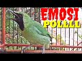 Cucak Ijo Gacor Nembak Emosi Ampuh Untuk Pancingan Dan Masteran Mp3 - Mp4 Download