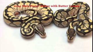 2014 Male Pastel Butter with Butter Female