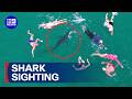 Shark joins Bondi Beach swimmers for morning dip | 9 News Australia