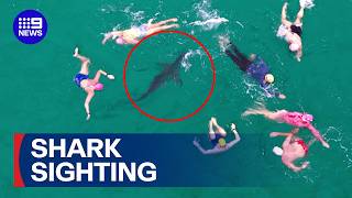 Shark joins Bondi Beach swimmers for morning dip | 9 News Australia