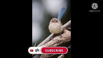 سورة الكهف نور مابين الجمعتين|فهنيئا لمن قرأها ...
