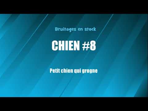 CHIEN #8 Petit chien qui grogne (bruitage gratuit)