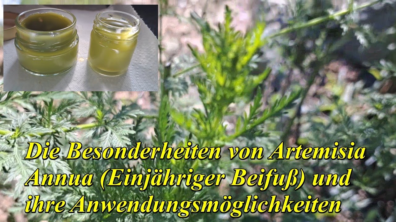 Die Besonderheiten von ARTEMISIA ANNUA (Einjähriger Beifuß) und ihre Anwendungsmöglichkeiten