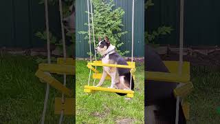 The dog swings on the swing part 3  #shorts 4k