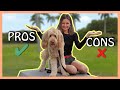 GOLDENDOODLES PROS and CONS (Three PROS that are also CONS!)