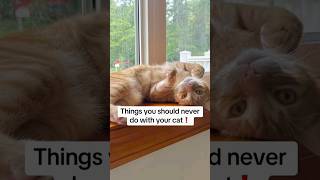 #cats #cat #catsofinstagram #catsofyoutube #cats #ad #catmom #catlover #cats #catlife #catshorts