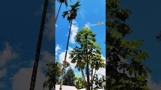 🥀❣️✨ Resimi