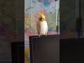 Задумчивый попугай Гриша.. дразнит хозяина.