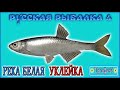 РР4 РЕКА БЕЛАЯ УКЛЕЙКА ТРОФЕЙ / РУССКАЯ РЫБАЛКА 4 ТРОФЕЙНАЯ УКЛЕЙКА / RUSSIAN FISHING 4 TROPHY BLEAK