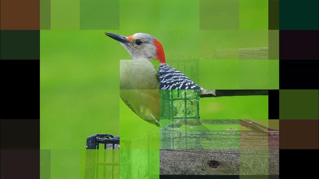 Identify Birds At My Feeder