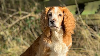 Rough Shooting for Pheasants